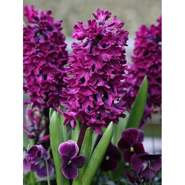 Jacintos 2026 (Bulbos)