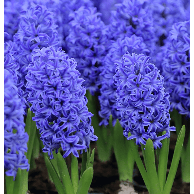 Jacintos 2026 (Bulbos)