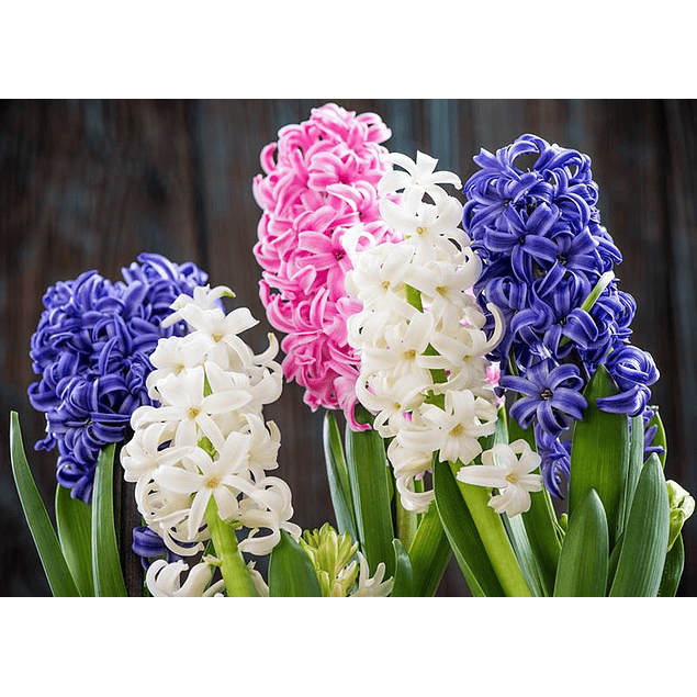 Jacintos 2026 (Bulbos)