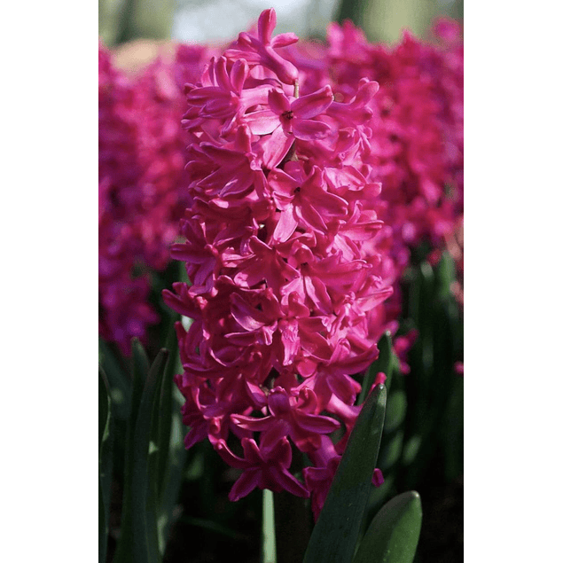 Jacintos 2026 (Bulbos)