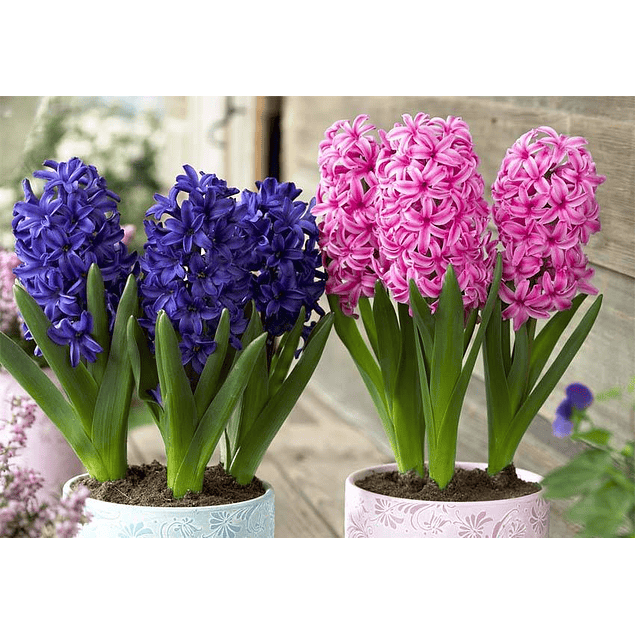 Jacintos 2026 (Bulbos)