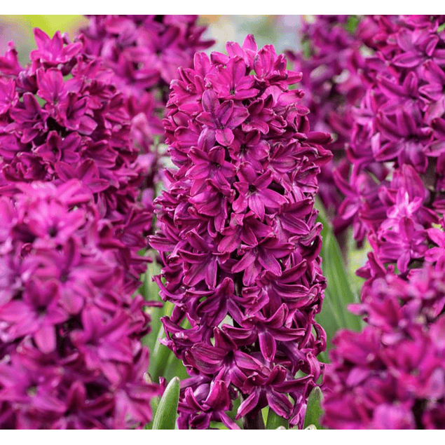 Jacintos 2026 (Bulbos)