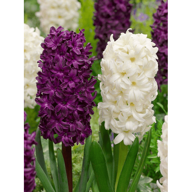 Jacintos 2026 (Bulbos)