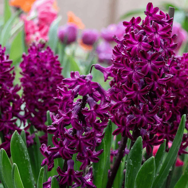 Jacintos 2026 (Bulbos)