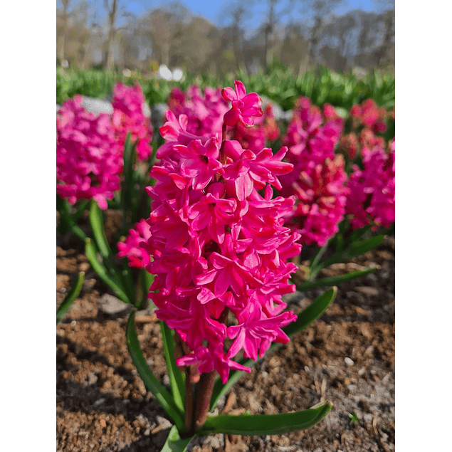 Jacintos 2026 (Bulbos)