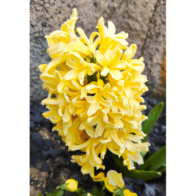 Jacintos 2026 (Bulbos)