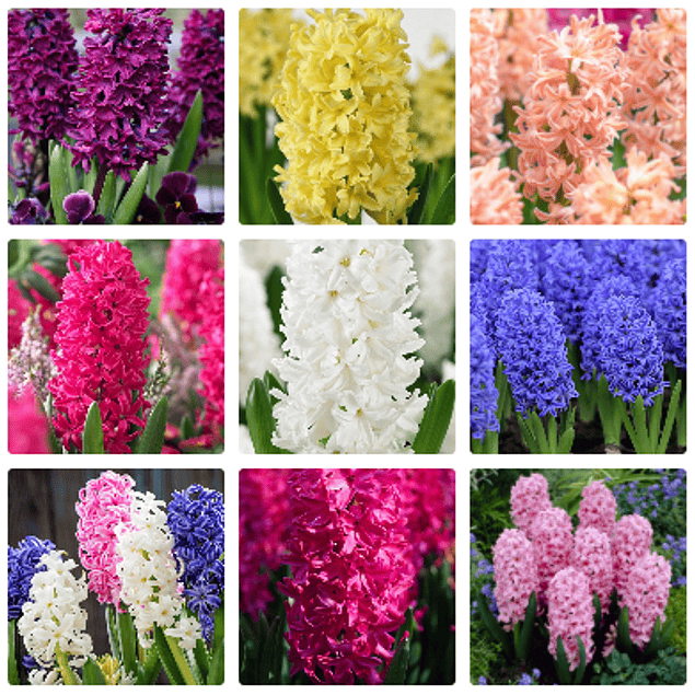 Jacintos 2026 (Bulbos)