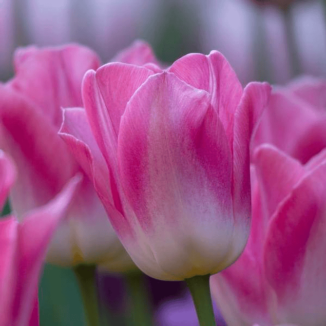 Tulipanes 2026 (bulbos)