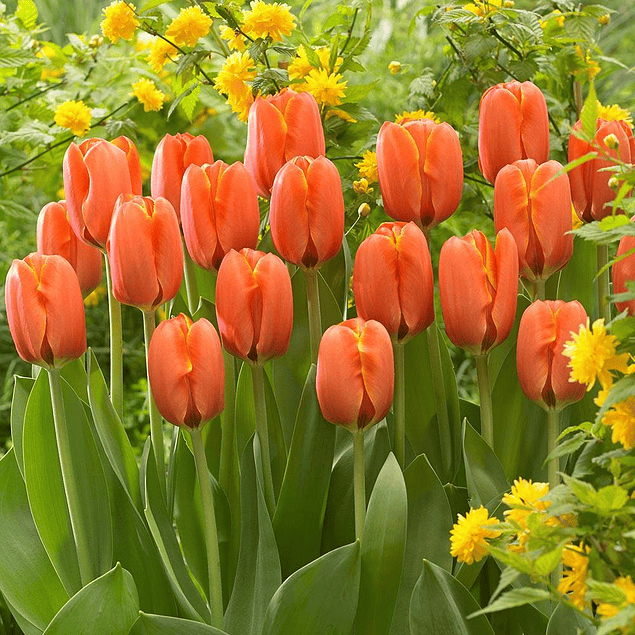 Tulipanes 2026 (bulbos)