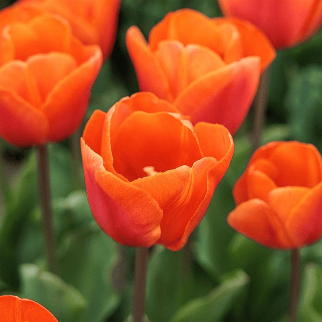 Tulipanes 2026 (bulbos)