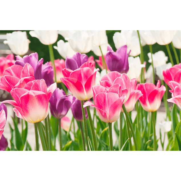 Tulipanes 2026 (bulbos)