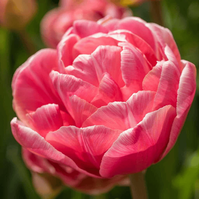 Tulipanes 2026 (bulbos)