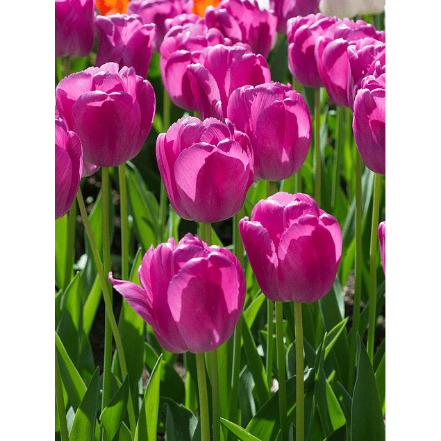 Tulipanes 2026 (bulbos)