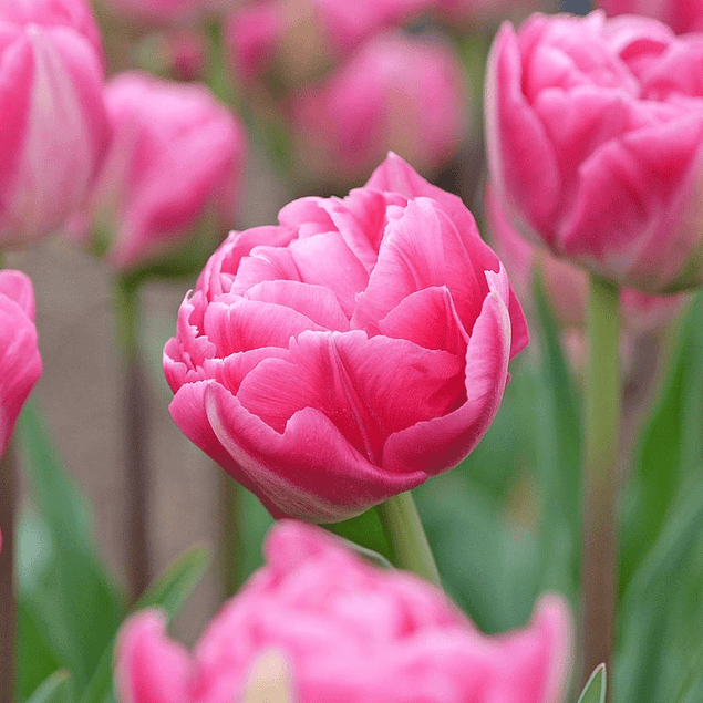 Tulipanes 2026 (bulbos)