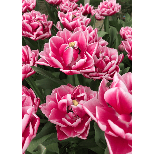 Tulipanes 2026 (bulbos)