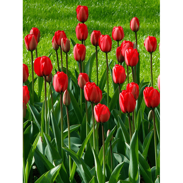 Tulipanes 2026 (bulbos)