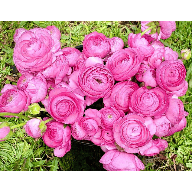 Ranunculos de Corte 2026 (Rizomas)