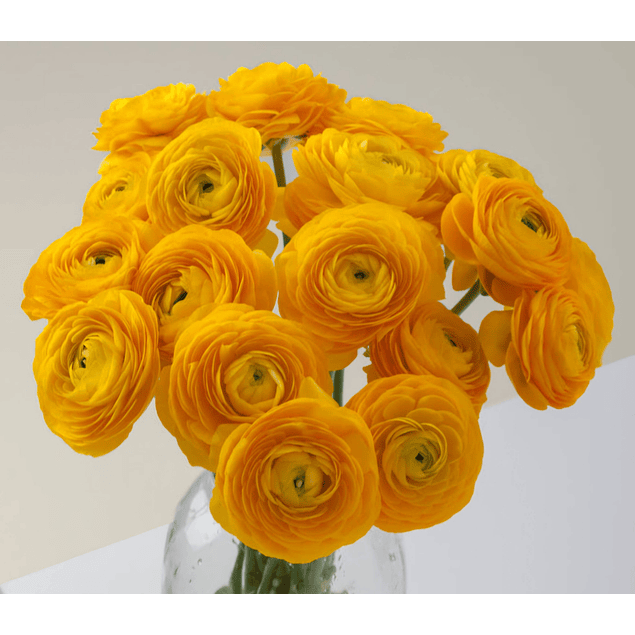 Ranunculos de Corte 2026 (Rizomas)