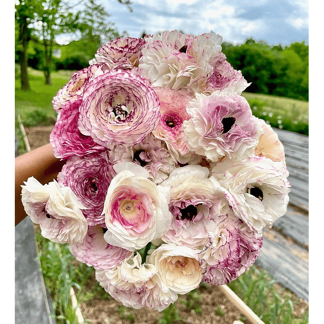 Ranunculos de Corte 2026 (Rizomas)