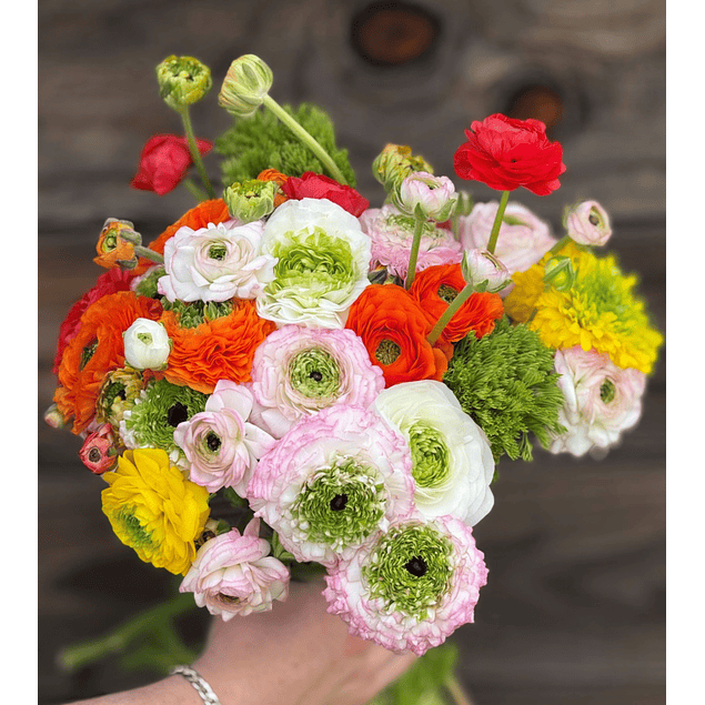 Ranunculos de Corte 2026 (Rizomas)