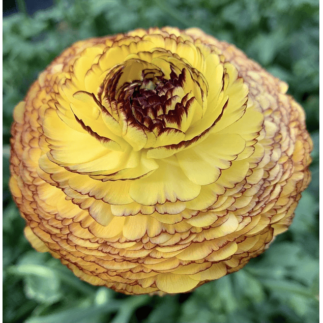 Ranunculos de Corte 2026 (Rizomas)