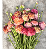 Ranunculos de Corte 2026 (Rizomas)