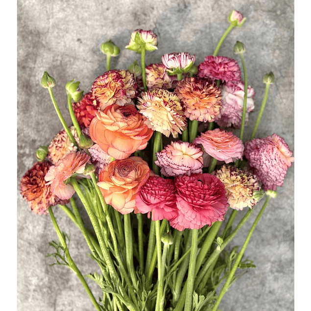 Ranunculos de Corte 2026 (Rizomas)