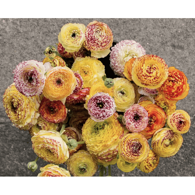 Ranunculos de Corte 2026 (Rizomas)