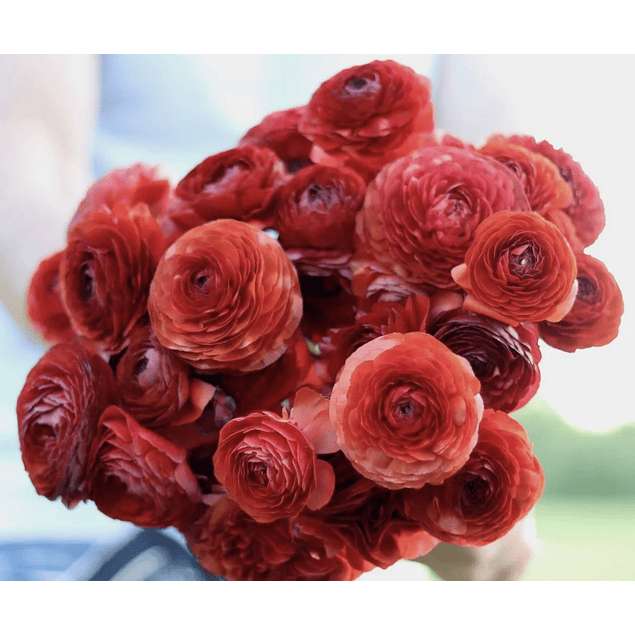 Ranunculos de Corte 2026 (Rizomas)