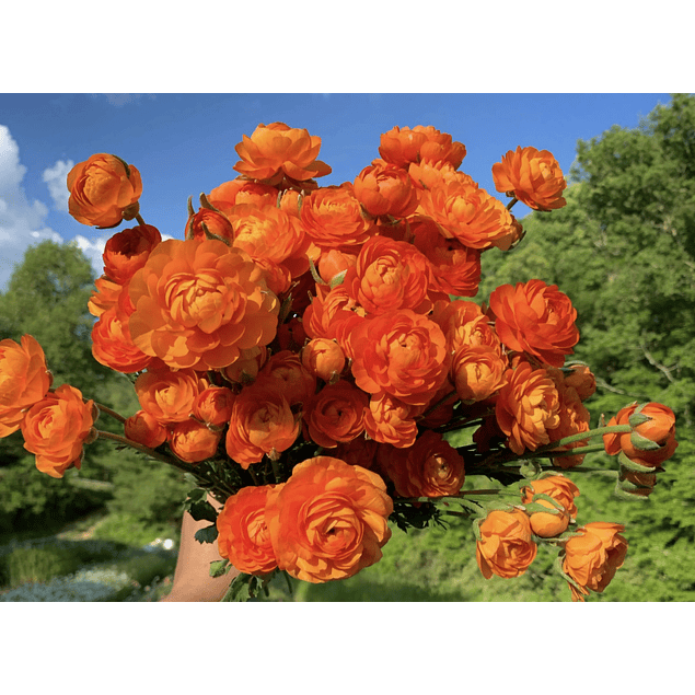 Ranunculos de Corte 2026 (Rizomas)