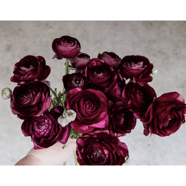 Ranunculos de Corte 2026 (Rizomas)