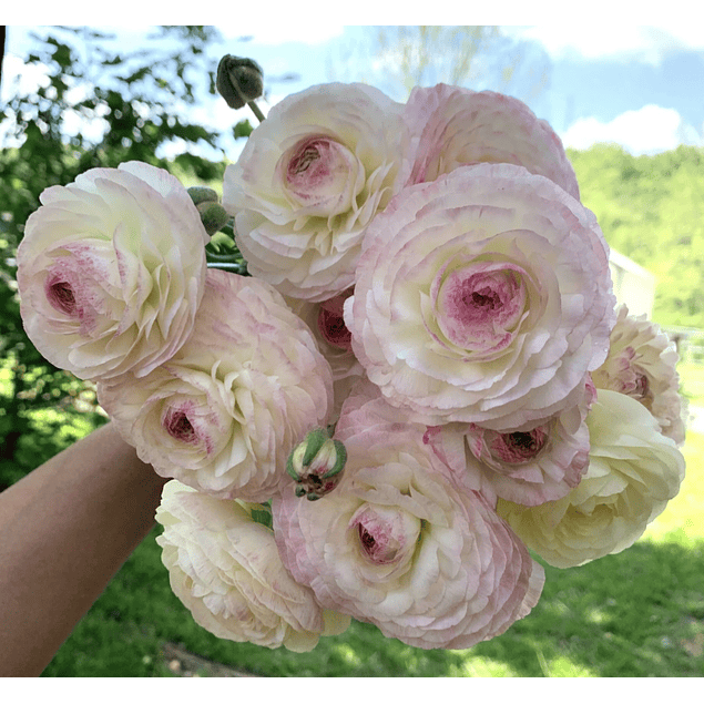 Ranunculos de Corte 2026 (Rizomas)