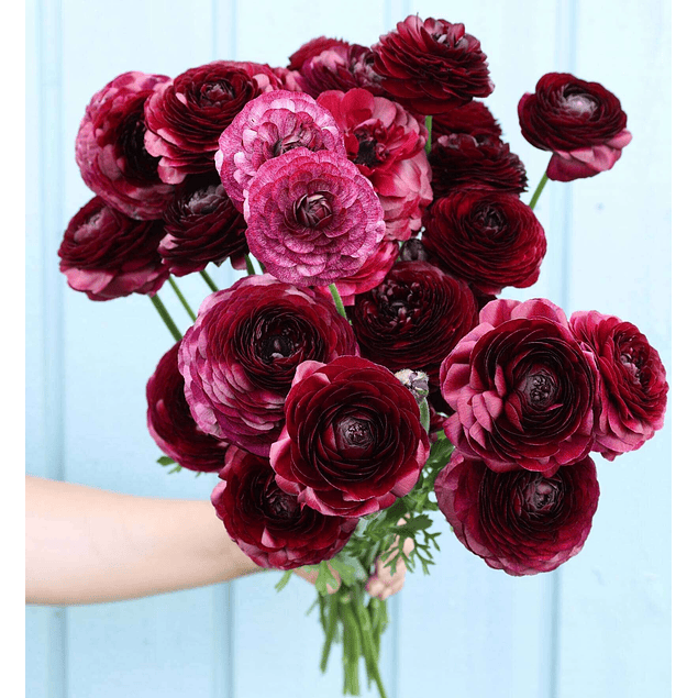 Ranunculos de Corte 2026 (Rizomas)