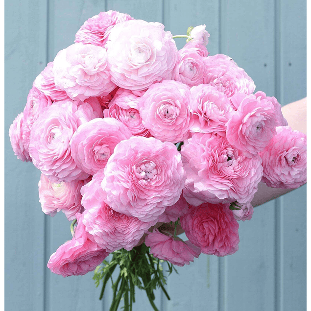 Ranunculos de Corte 2026 (Rizomas)