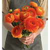 Ranunculos de Corte 2026 (Rizomas)