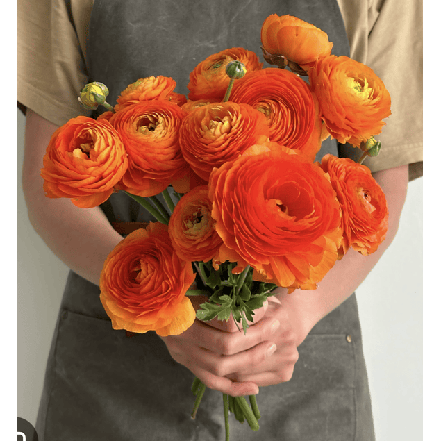 Ranunculos de Corte 2026 (Rizomas)