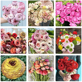 Ranunculos de Corte 2026 (Rizomas)