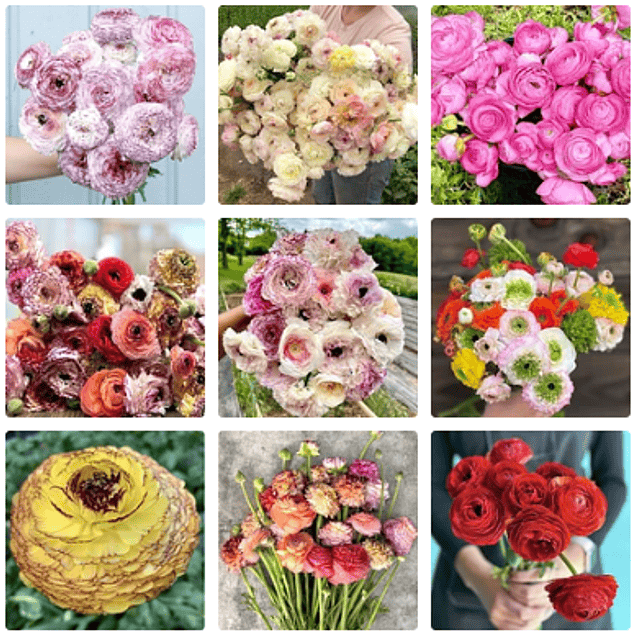 Ranunculos de Corte 2026 (Rizomas)