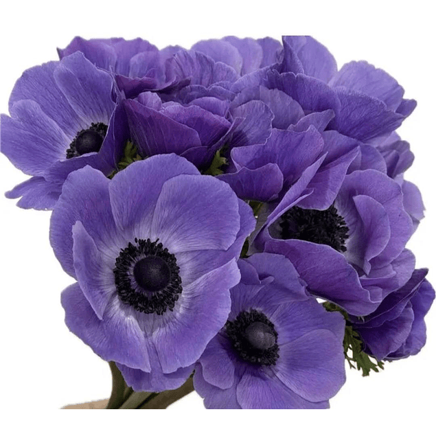 Anemonas de Corte 2026 (Bulbos)