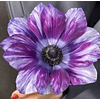 Anemonas de Corte 2026 (Bulbos)