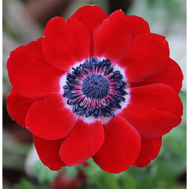 Anemonas de Corte 2026 (Bulbos)