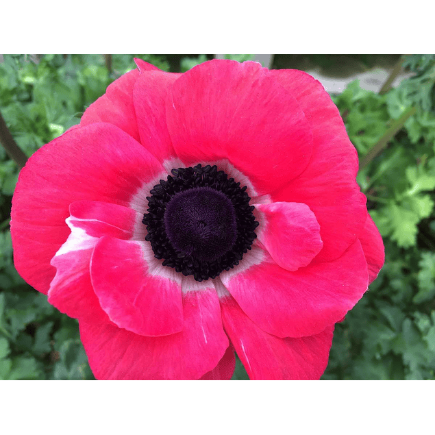 Anemonas de Corte 2026 (Bulbos)