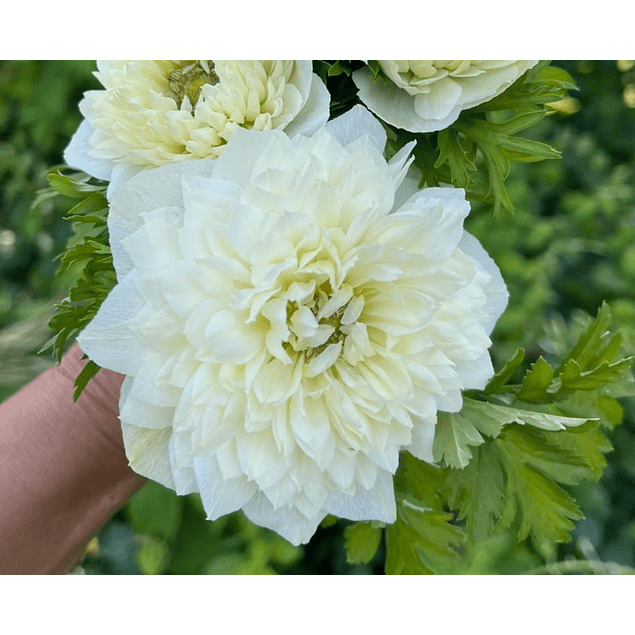 Anemonas de Corte 2026 (Bulbos)