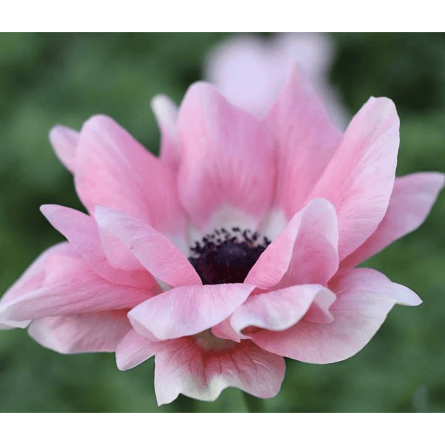 Anemonas de Corte 2026 (Bulbos)