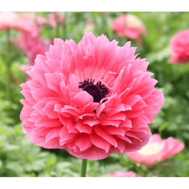 Anemonas de Corte 2026 (Bulbos)