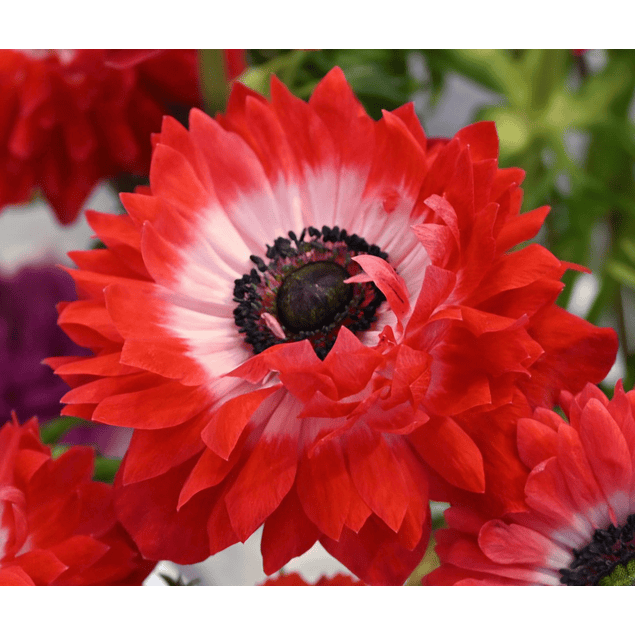 Anemonas de Corte 2026 (Bulbos)