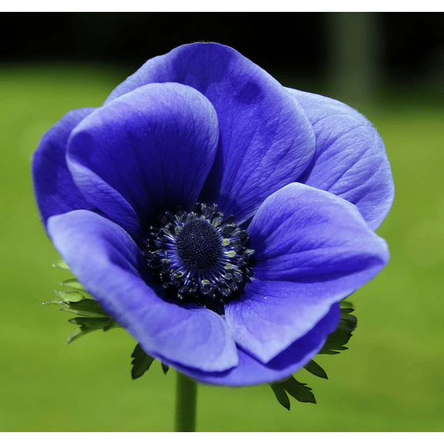 Anemonas de Corte 2026 (Bulbos)