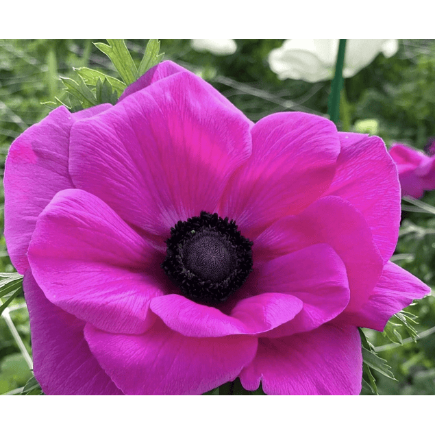 Anemonas de Corte 2026 (Bulbos)