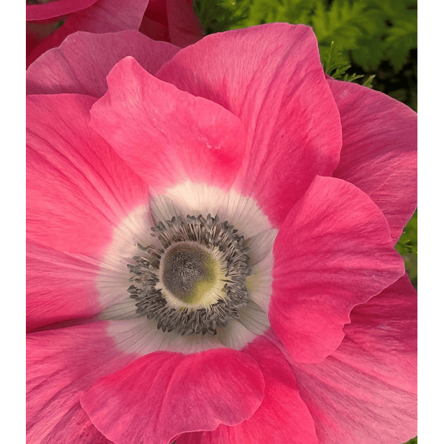 Anemonas de Corte 2026 (Bulbos)