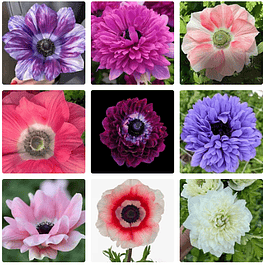 Anemonas de Corte 2026 (Bulbos)